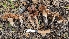  (Cortinarius sp. CA05 - FDS-CA-01791)  @11 [ ] c (2024) Michelle C. Torres-Grant Fungal Diversity Survey