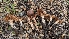  ( - FDS-CA-01791)  @11 [ ] c (2024) Michelle C. Torres-Grant Fungal Diversity Survey