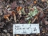 (Cortinarius sp. Harrower136 - FDS-CA-01794)  @11 [ ] c (2024) Michelle C. Torres-Grant Fungal Diversity Survey