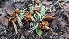  ( - FDS-CA-01794)  @11 [ ] c (2024) Michelle C. Torres-Grant Fungal Diversity Survey