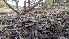  ( - FDS-CA-01794)  @11 [ ] c (2024) Michelle C. Torres-Grant Fungal Diversity Survey