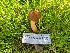  ( - FDS-CA-03531)  @11 [ ] by-nc (2024) Fresno Mycology Society Fungal Diversity Survey