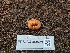  (Balsamia filamentosa - FDS-CA-03529)  @11 [ ] by-nc (2024) Fresno Mycology Society Fungal Diversity Survey