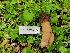  ( - FDS-CA-03528)  @11 [ ] by-nc (2024) Fresno Mycology Society Fungal Diversity Survey