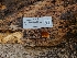  ( - FDS-CA-03527)  @11 [ ] by-nc (2024) Fresno Mycology Society Fungal Diversity Survey