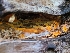  ( - FDS-CA-03527)  @11 [ ] by-nc (2024) Fresno Mycology Society Fungal Diversity Survey