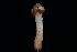  ( - FDS-CA-03531)  @11 [ ] by-nc (2024) Fresno Mycology Society Fungal Diversity Survey