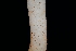  ( - FDS-CA-03531)  @11 [ ] by-nc (2024) Fresno Mycology Society Fungal Diversity Survey