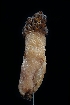  ( - FDS-CA-03528)  @11 [ ] by-nc (2024) Fresno Mycology Society Fungal Diversity Survey