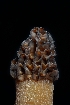  ( - FDS-CA-03528)  @11 [ ] by-nc (2024) Fresno Mycology Society Fungal Diversity Survey