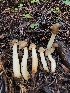  ( - FDS-CA-02137)  @11 [ ] by (2024) Mandy Hackney Fungal Diversity Survey