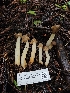  ( - FDS-CA-02137)  @11 [ ] by (2024) Mandy Hackney Fungal Diversity Survey