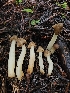  ( - FDS-CA-02137)  @11 [ ] by (2024) Mandy Hackney Fungal Diversity Survey