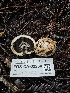  (Geastrum fuscoglebum - FDS-CA-02280)  @11 [ ] by (2024) Mandy Hackney Fungal Diversity Survey