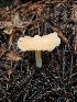  ( - FDS-CA-02284)  @11 [ ] by (2024) Mandy Hackney Fungal Diversity Survey