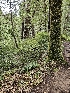  ( - FDS-CA-02286)  @11 [ ] by (2024) Mandy Hackney Fungal Diversity Survey