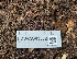  (Ionopezia - FDS-CA-03532)  @11 [ ] by-nc (2024) Fresno Mycology Society Fungal Diversity Survey