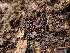 ( - FDS-CA-03532)  @11 [ ] by-nc (2024) Fresno Mycology Society Fungal Diversity Survey