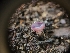  ( - FDS-CA-03532)  @11 [ ] by-nc (2024) Fresno Mycology Society Fungal Diversity Survey