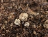  ( - FDS-CA-03533)  @11 [ ] by-nc (2024) Fresno Mycology Society Fungal Diversity Survey