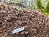  ( - FDS-CA-03533)  @11 [ ] by-nc (2024) Fresno Mycology Society Fungal Diversity Survey