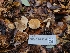  ( - FDS-CA-03539)  @11 [ ] by-nc (2024) Fresno Mycology Society Fungal Diversity Survey