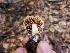  ( - FDS-CA-03539)  @11 [ ] by-nc (2024) Fresno Mycology Society Fungal Diversity Survey