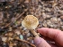  ( - FDS-CA-03539)  @11 [ ] by-nc (2024) Fresno Mycology Society Fungal Diversity Survey