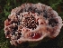  ( - FDS-CA-02288)  @11 [ ] by (2024) Mandy Hackney Fungal Diversity Survey