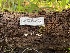  ( - FDS-CA-00049)  @11 [ ] by-nc (2024) Dean Lyons Fungal Diversity Survey