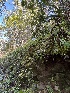  ( - FDS-CA-00058)  @11 [ ] by-nc (2024) Dean Lyons Fungal Diversity Survey