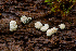  (Podosordaria - FDS-CA-00049)  @11 [ ] by-nc (2024) Dean Lyons Fungal Diversity Survey