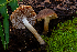  (Psathyrella septentrionalis - FDS-CA-00050)  @11 [ ] by-nc (2024) Dean Lyons Fungal Diversity Survey
