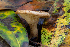  ( - FDS-CA-00052)  @11 [ ] by-nc (2024) Dean Lyons Fungal Diversity Survey