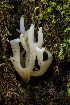  ( - FDS-CA-00056)  @11 [ ] by-nc (2024) Dean Lyons Fungal Diversity Survey