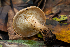  ( - FDS-CA-00052)  @11 [ ] by-nc (2024) Dean Lyons Fungal Diversity Survey