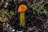  ( - FDS-CA-00059)  @11 [ ] by-nc (2024) Dean Lyons Fungal Diversity Survey