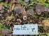  (Tarzetta sp. CA05 - FDS-CA-03541)  @11 [ ] by-nc (2024) Fresno Mycology Society Fungal Diversity Survey