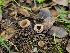  ( - FDS-CA-03541)  @11 [ ] by-nc (2024) Fresno Mycology Society Fungal Diversity Survey