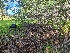  ( - FDS-CA-03541)  @11 [ ] by-nc (2024) Fresno Mycology Society Fungal Diversity Survey