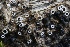  ( - FDS-CA-00957)  @11 [ ] by-nc (2024) Taye Bright Fungal Diversity Survey