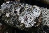  ( - FDS-CA-00961)  @11 [ ] by-nc (2024) Taye Bright Fungal Diversity Survey