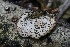  ( - FDS-CA-00961)  @11 [ ] by-nc (2024) Taye Bright Fungal Diversity Survey