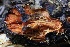  ( - FDS-CA-00965)  @11 [ ] by-nc (2024) Taye Bright Fungal Diversity Survey