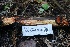  ( - FDS-CA-00965)  @11 [ ] by-nc (2024) Taye Bright Fungal Diversity Survey