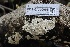  ( - FDS-CA-00968)  @11 [ ] by-nc (2024) Taye Bright Fungal Diversity Survey