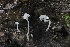  ( - FDS-CA-00966)  @11 [ ] by-nc (2024) Taye Bright Fungal Diversity Survey