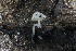  ( - FDS-CA-00966)  @11 [ ] by-nc (2024) Taye Bright Fungal Diversity Survey