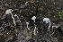  ( - FDS-CA-00966)  @11 [ ] by-nc (2024) Taye Bright Fungal Diversity Survey