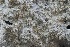  ( - FDS-CA-00968)  @11 [ ] by-nc (2024) Taye Bright Fungal Diversity Survey